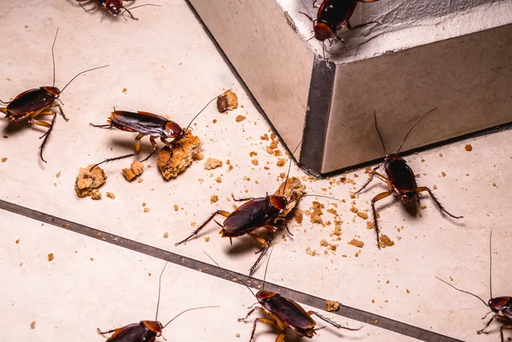 VERM-TECH Pest Control Cape Town photo 4