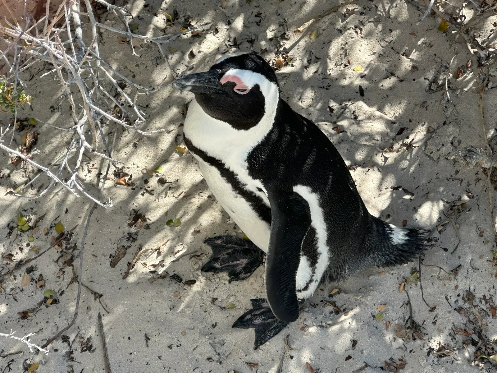 B BENDA TRAVEL AND TOURS photo 4