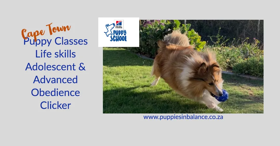 Puppies in Balance Cape Town photo 1