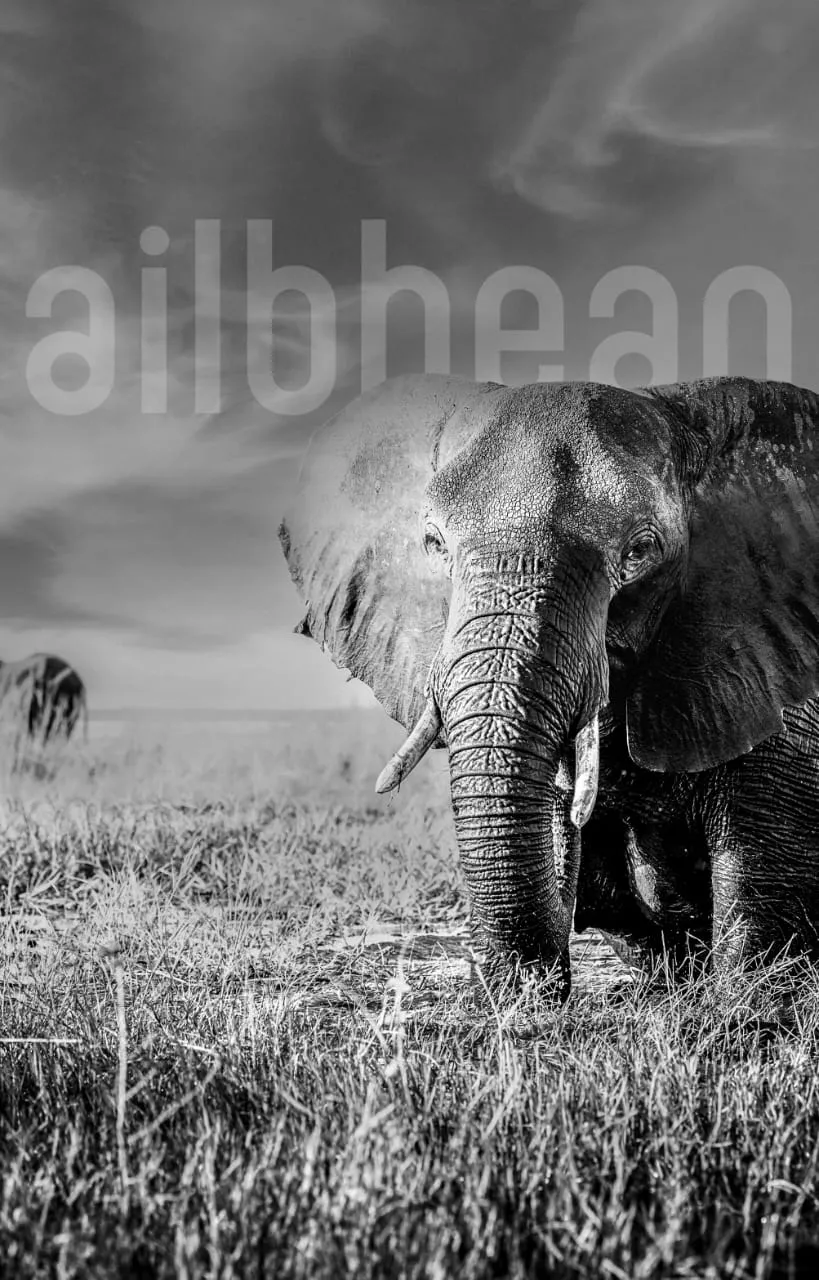 Ailbhean Africa photo 4