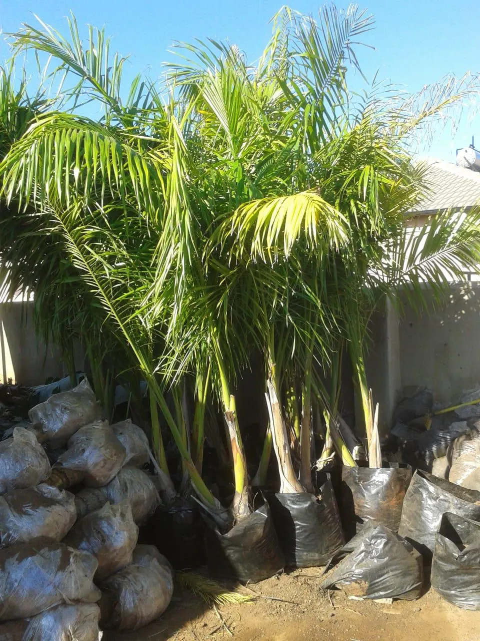 Greenlife Exotic Trees and Landscaping photo 2