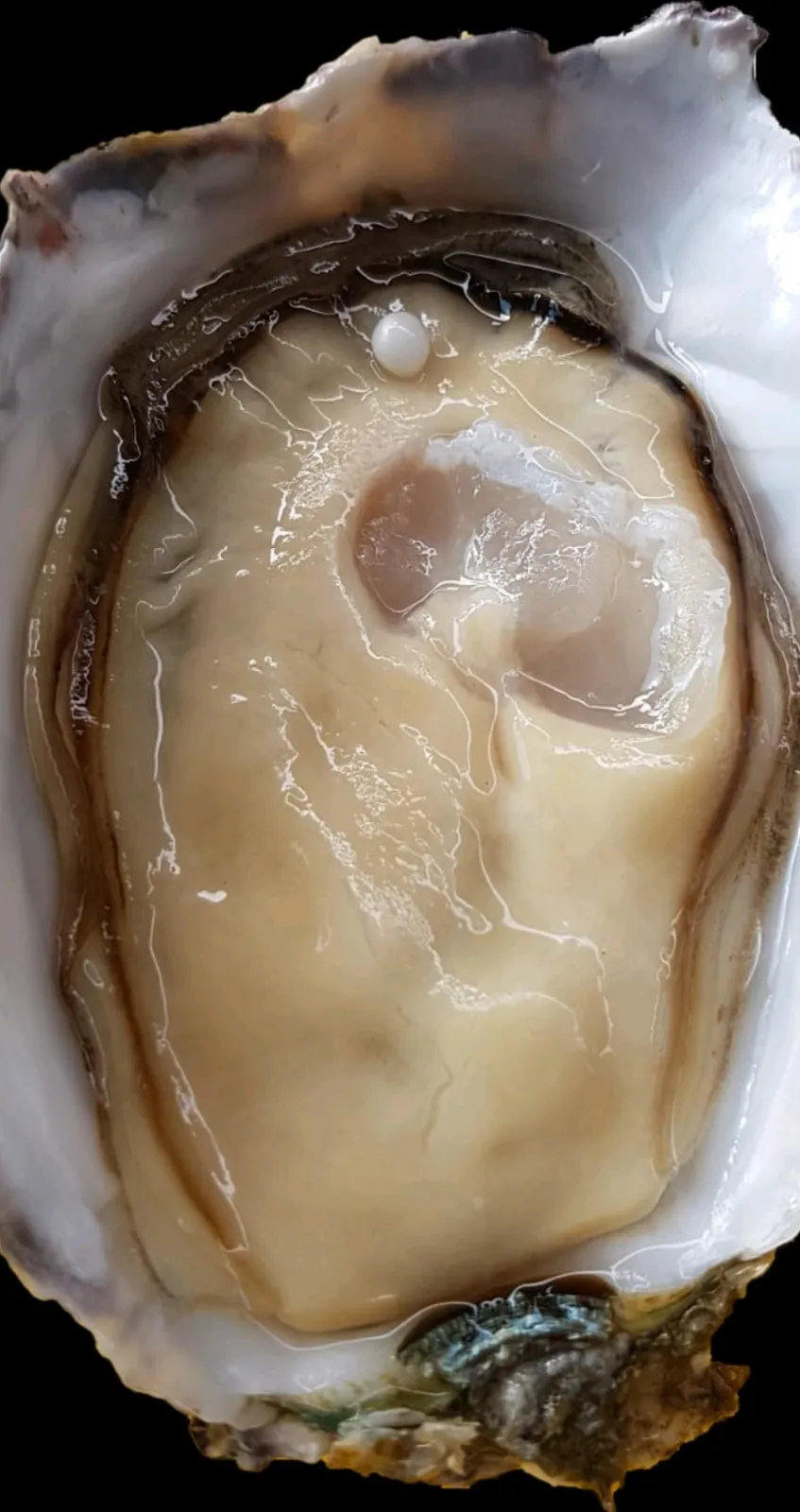 Oysters R Us - Wilderness, Garden Route photo 1