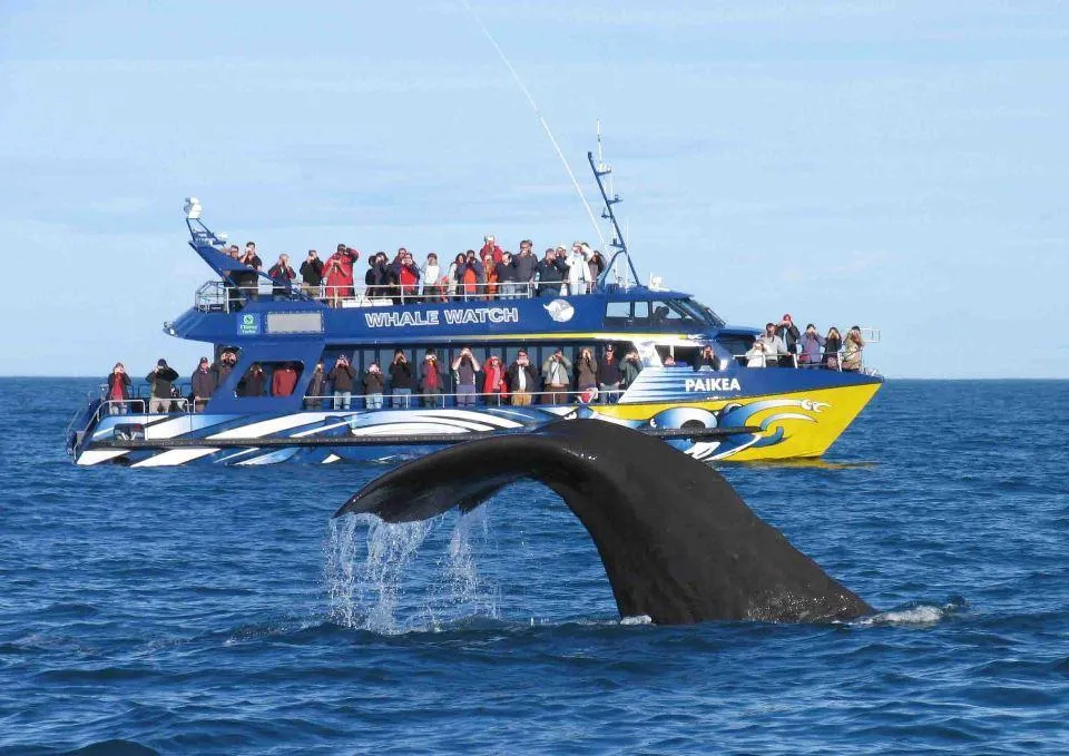 Buddy's Tours | Port Elizabeth Safari Tours photo 1