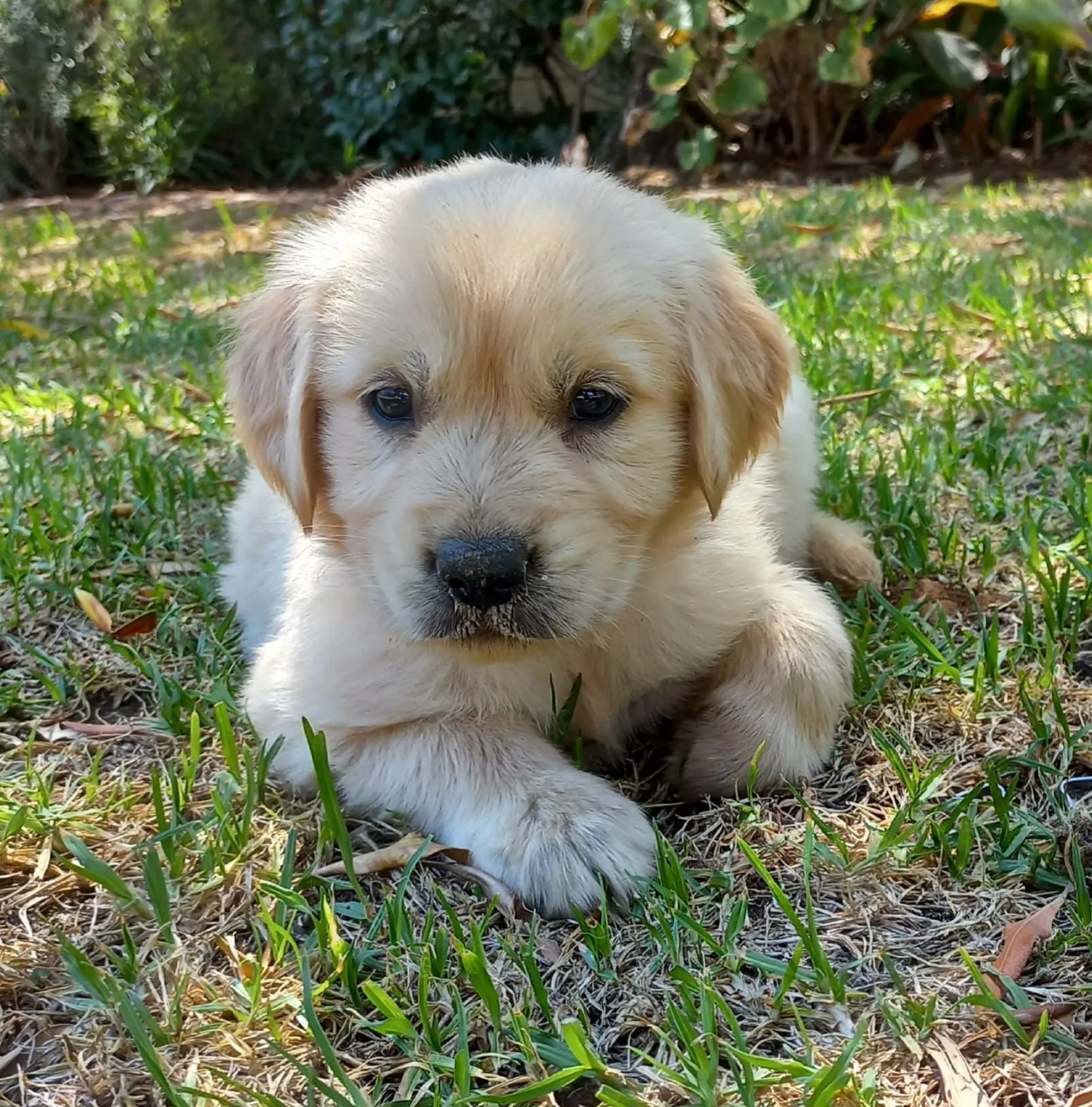 Tolcketna Kennels | Registered Dog Breeder photo 1