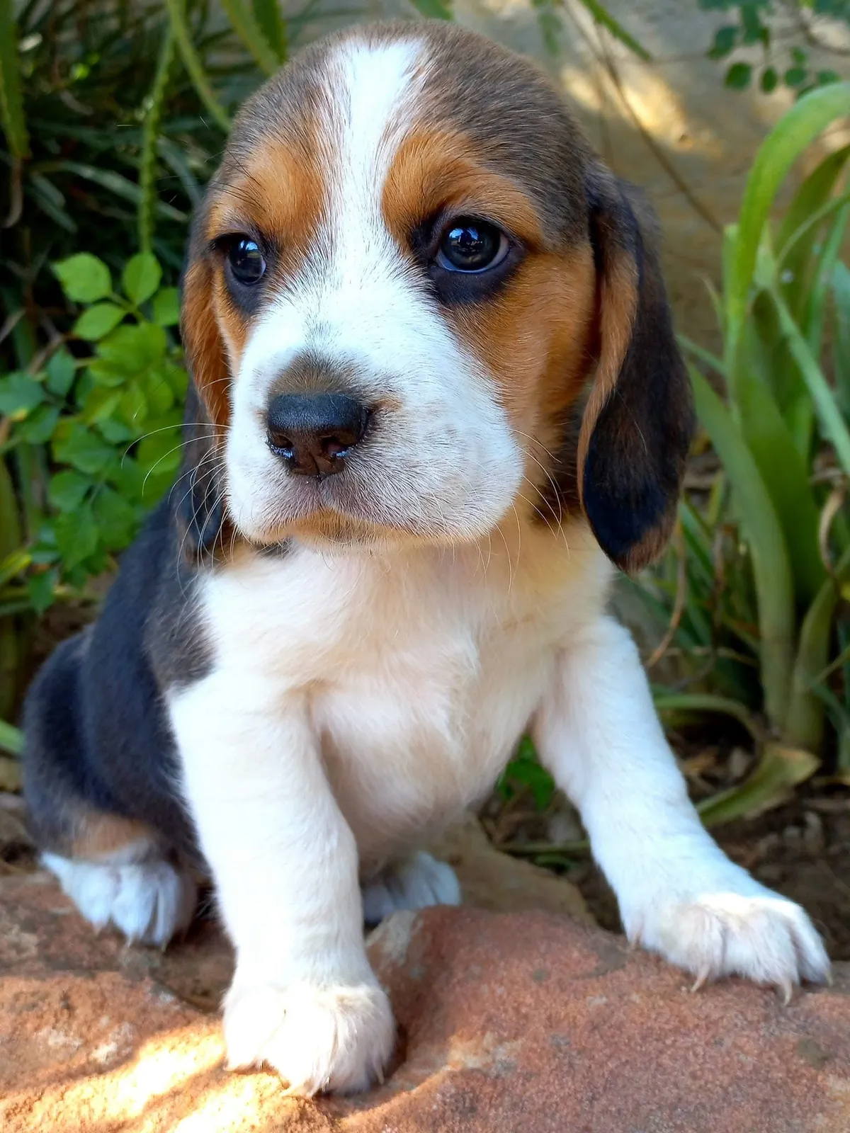 Tolcketna Kennels | Registered Dog Breeder photo 2