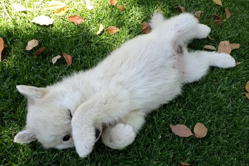 Tolcketna Kennels | Registered Dog Breeder photo 3