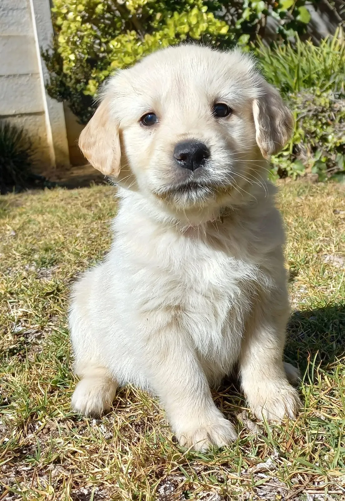 Tolcketna Kennels | Registered Dog Breeder photo 4