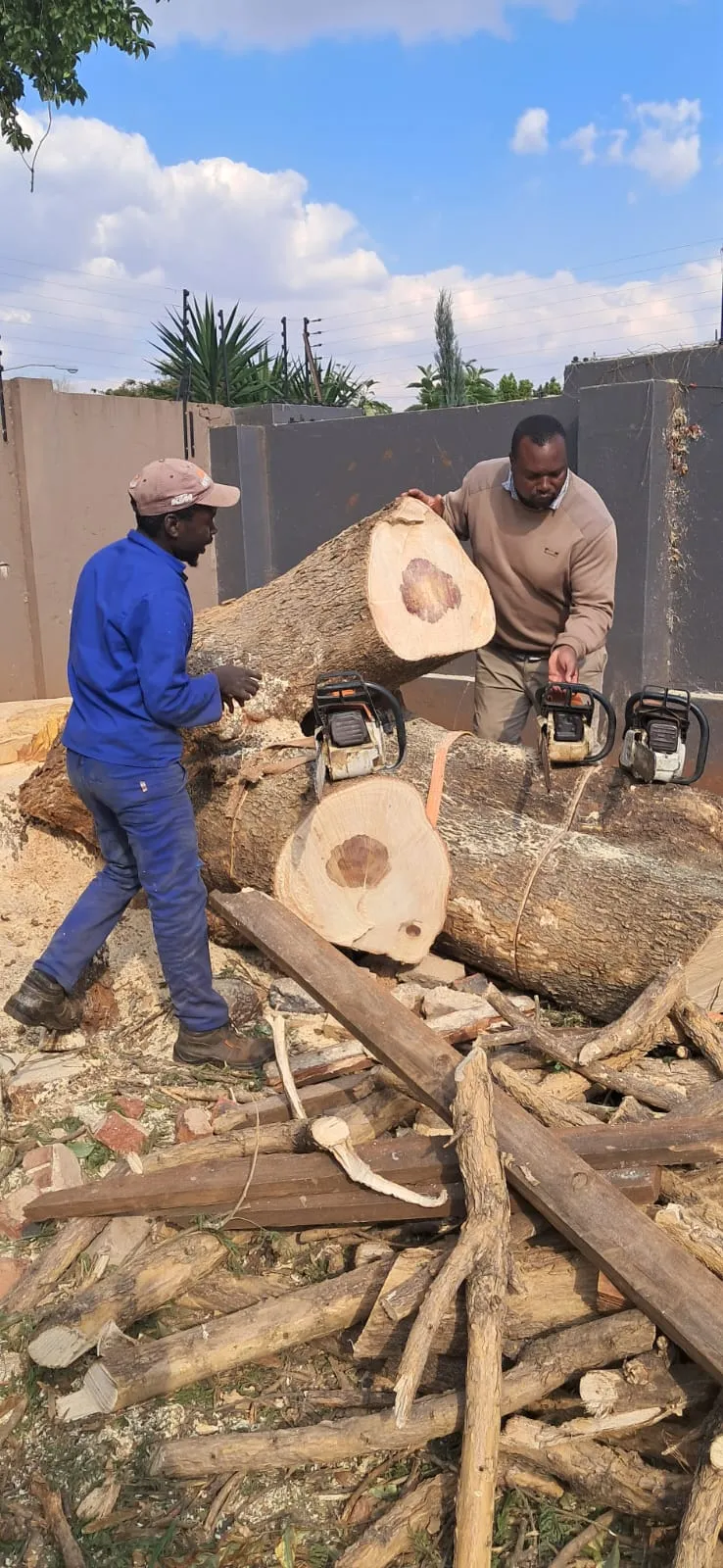 Bravo Tree Felling photo 1