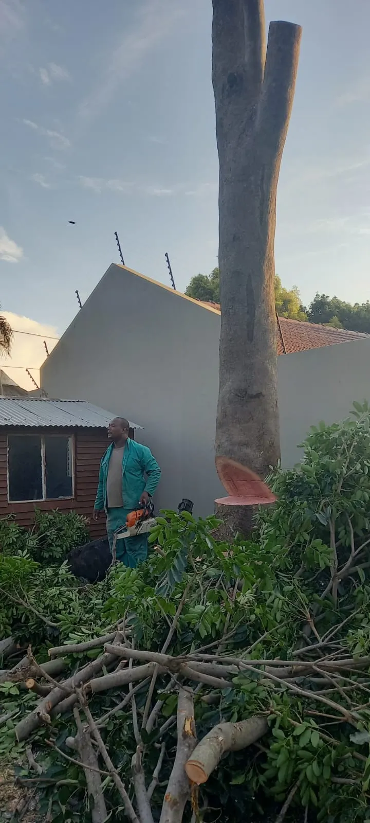 Bravo Tree Felling photo 2