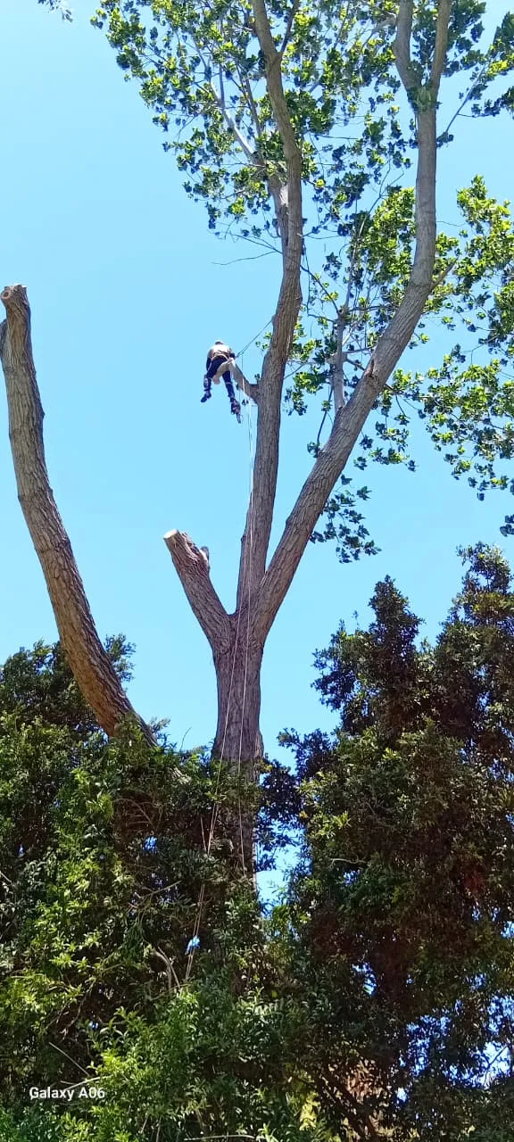 Big Four Tree Fellers photo 2