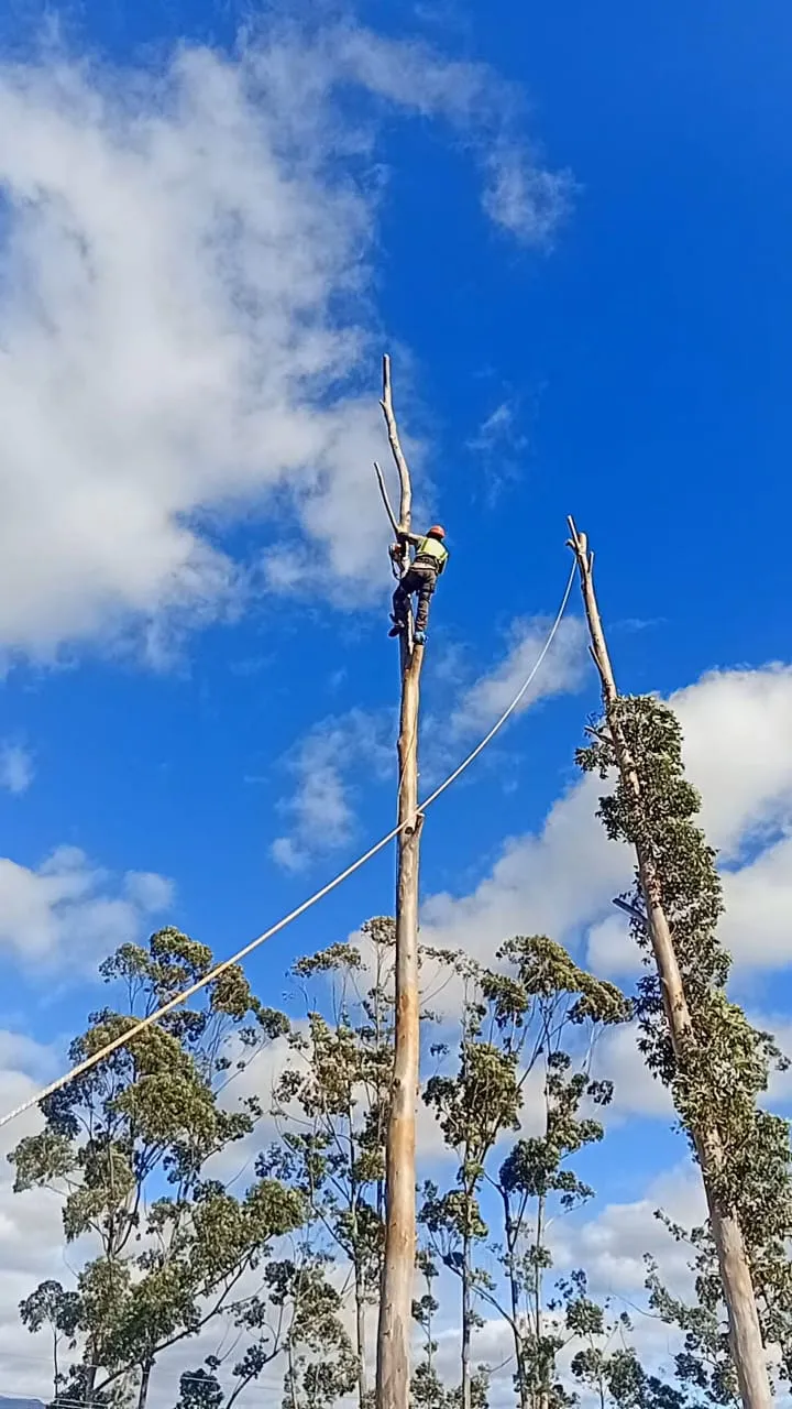 Big Four Tree Fellers photo 3