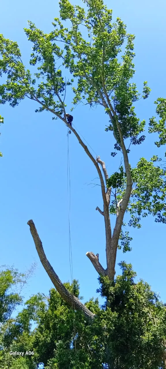 Big Four Tree Fellers photo 4