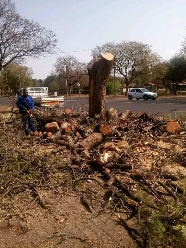 JN TREE FELLING photo 3