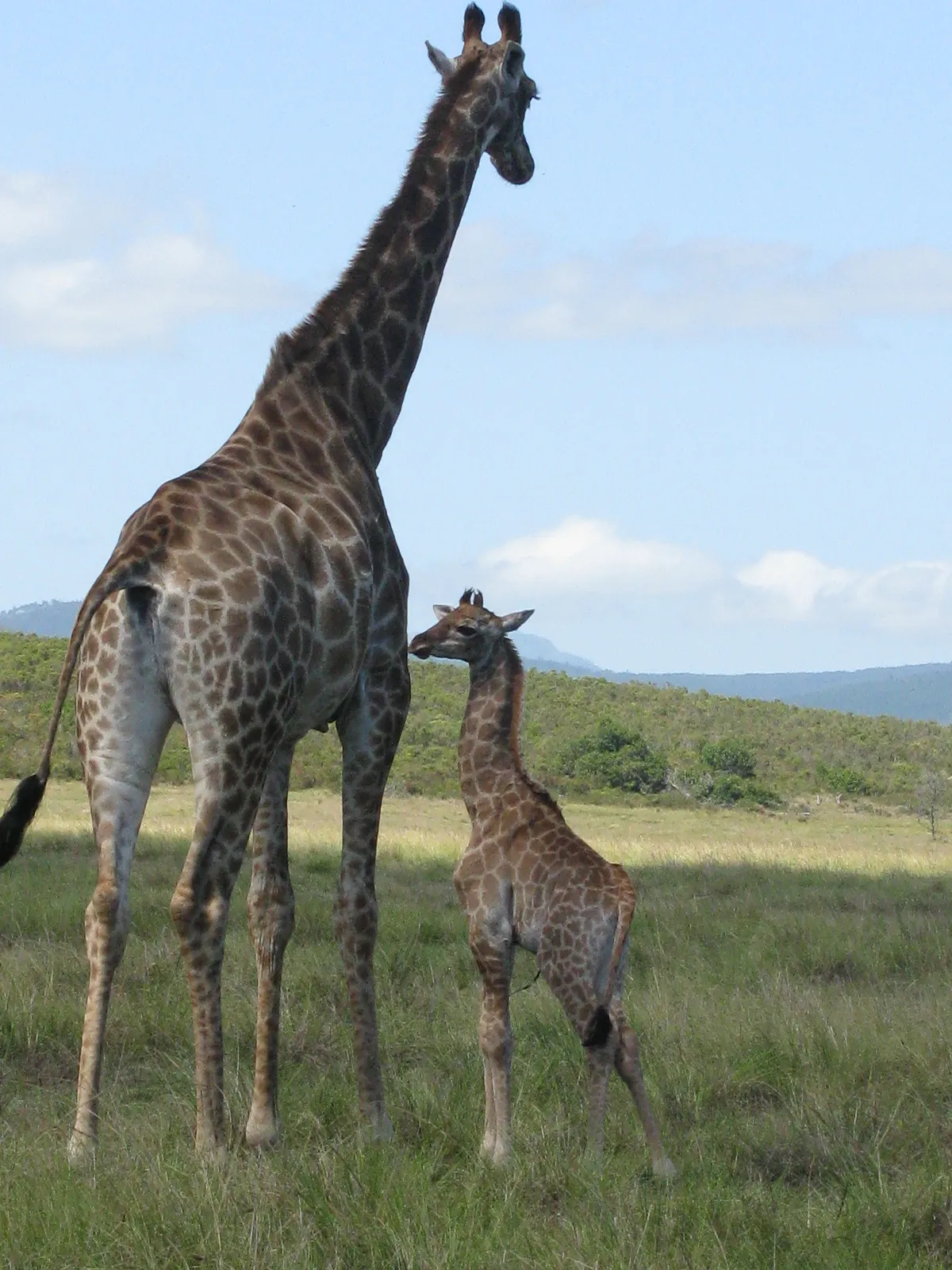 Plettenberg Bay Game Reserve photo 4