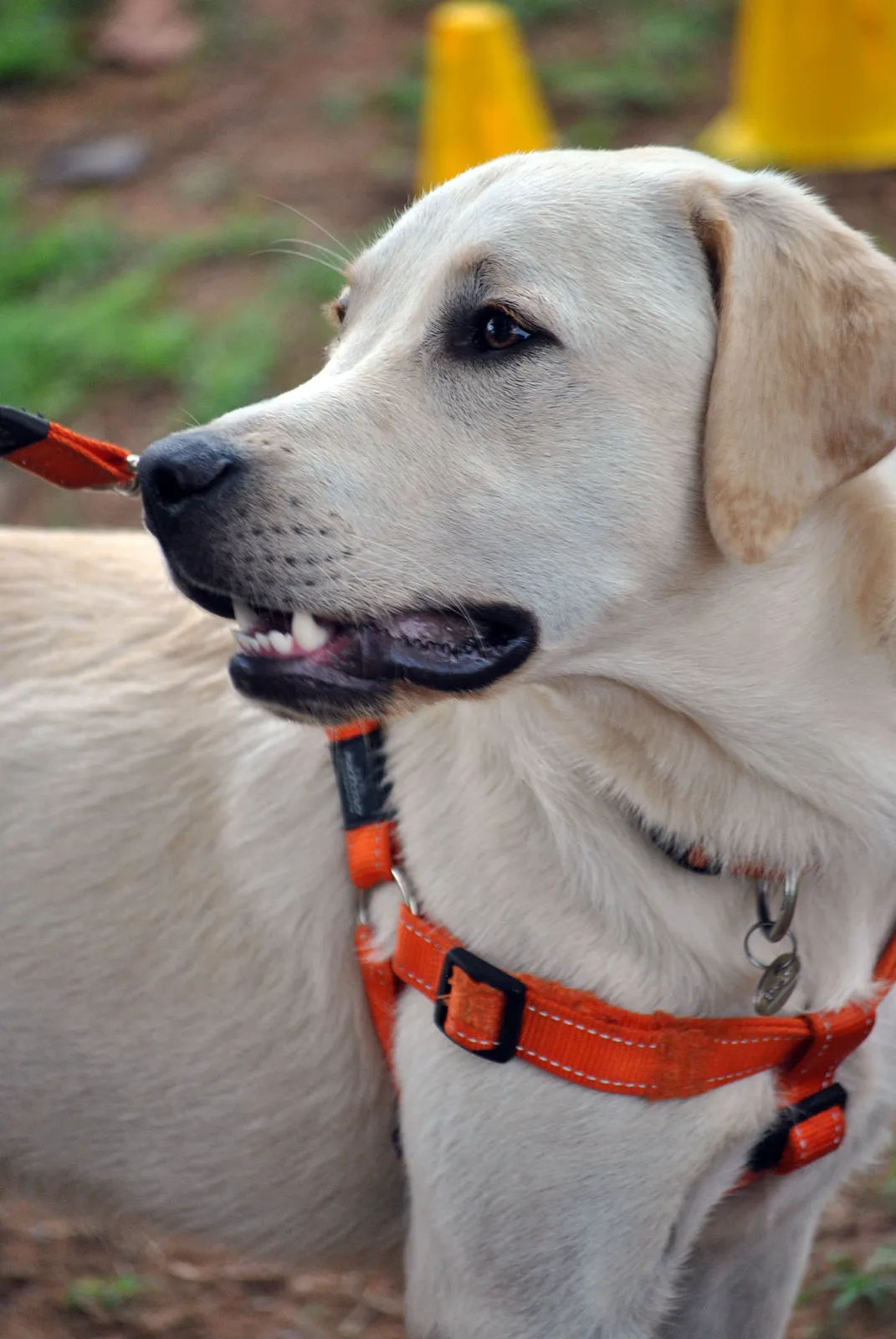 ANIMAL TRAVEL AGENCY photo 2