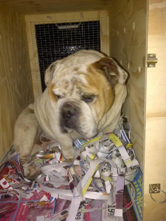 ANIMAL TRAVEL AGENCY photo 3
