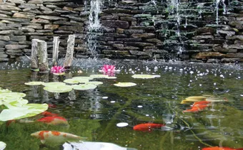 Best Landscapers Johannesburg photo 3