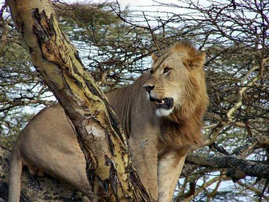 Africa Venture Safaris photo 1
