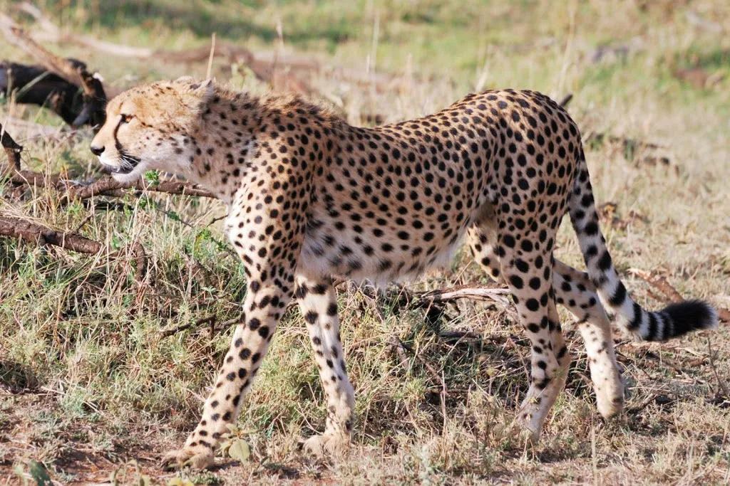 Africa Venture Safaris photo 2