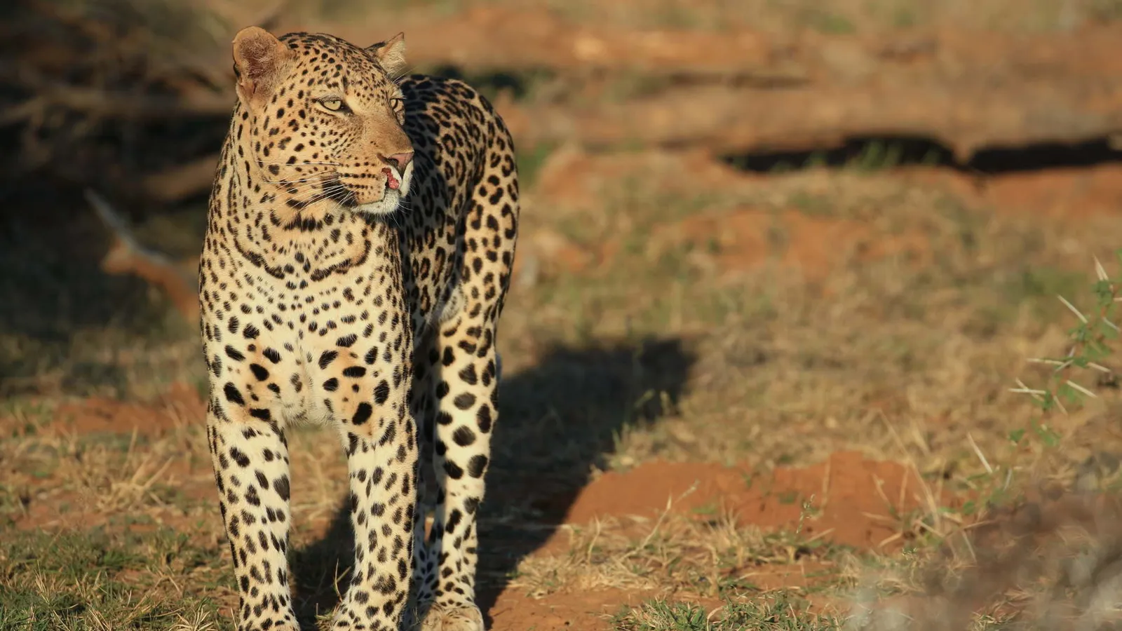 The Royal Madikwe photo 2