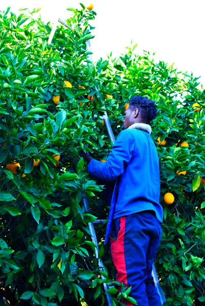 Letaba Citrus Processors photo 1