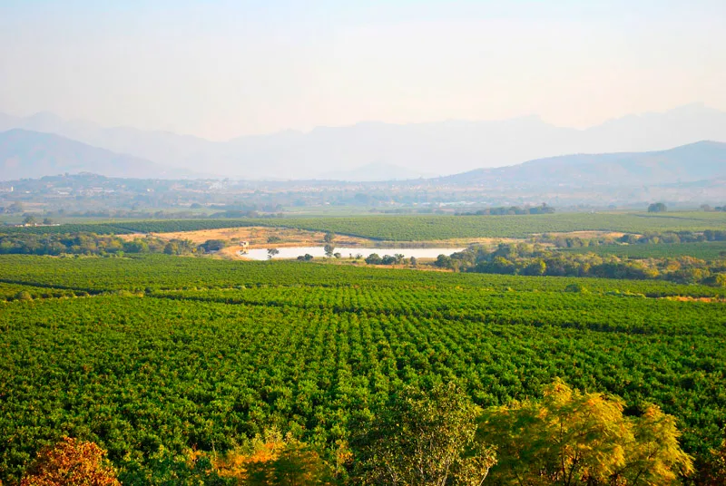 Letaba Citrus Processors photo 2