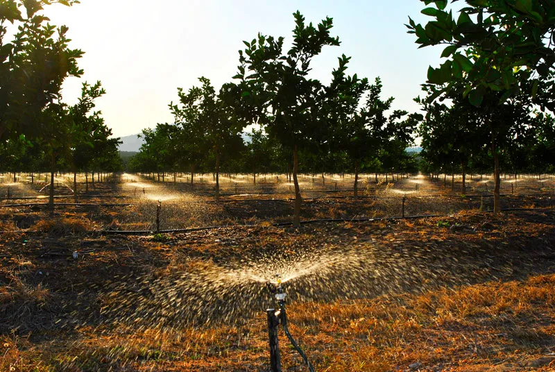 Letaba Citrus Processors photo 3