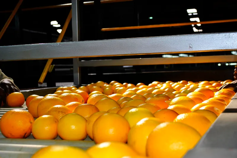 Letaba Citrus Processors photo 4