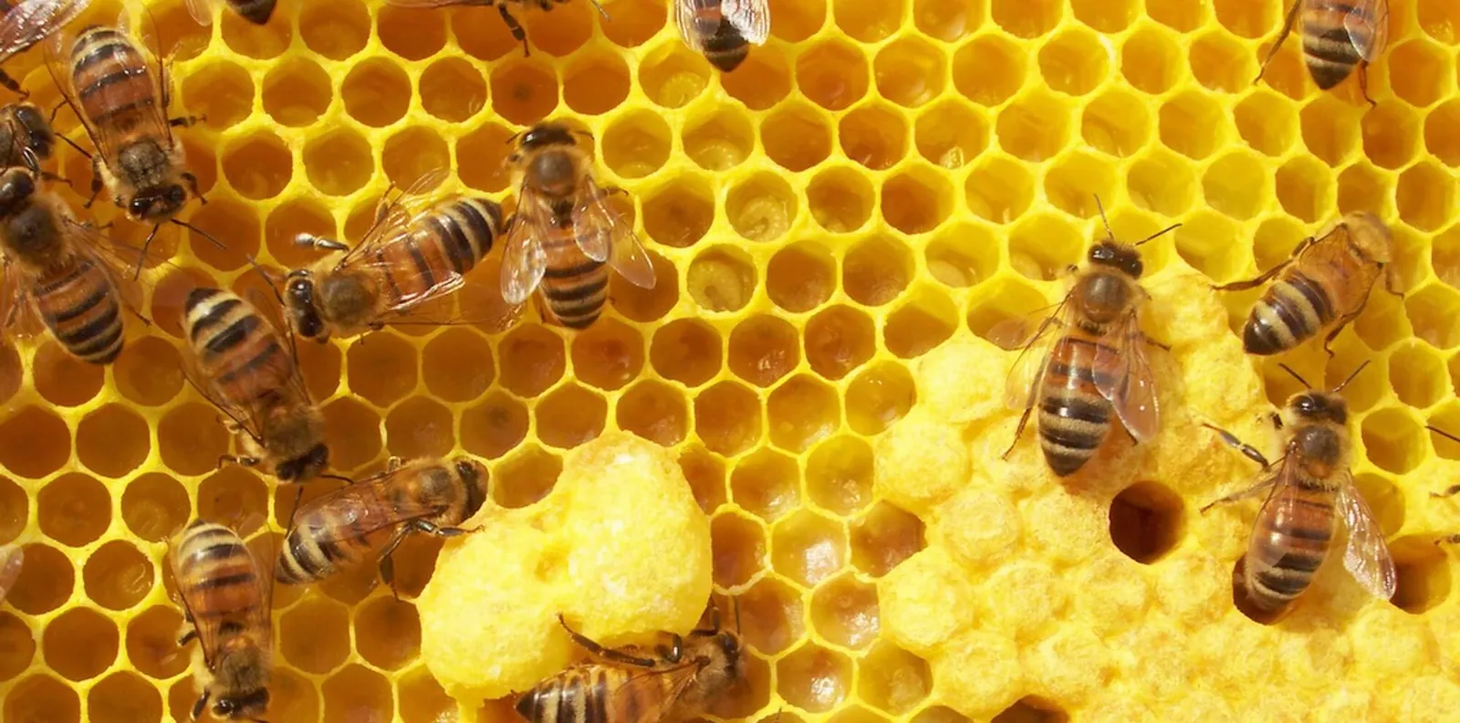 Pintos Bee Removal photo 1
