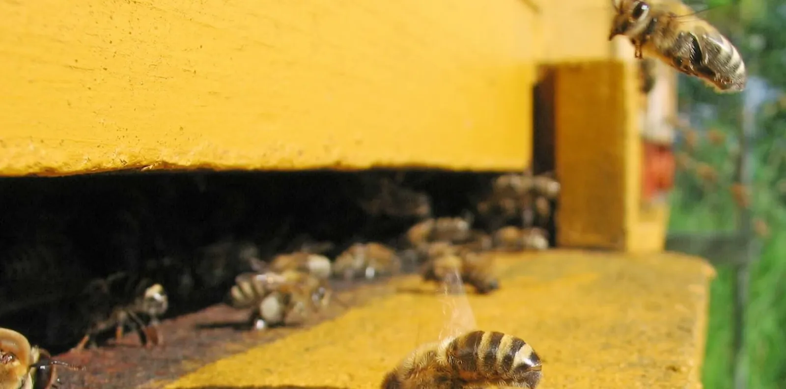 Pintos Bee Removal photo 2