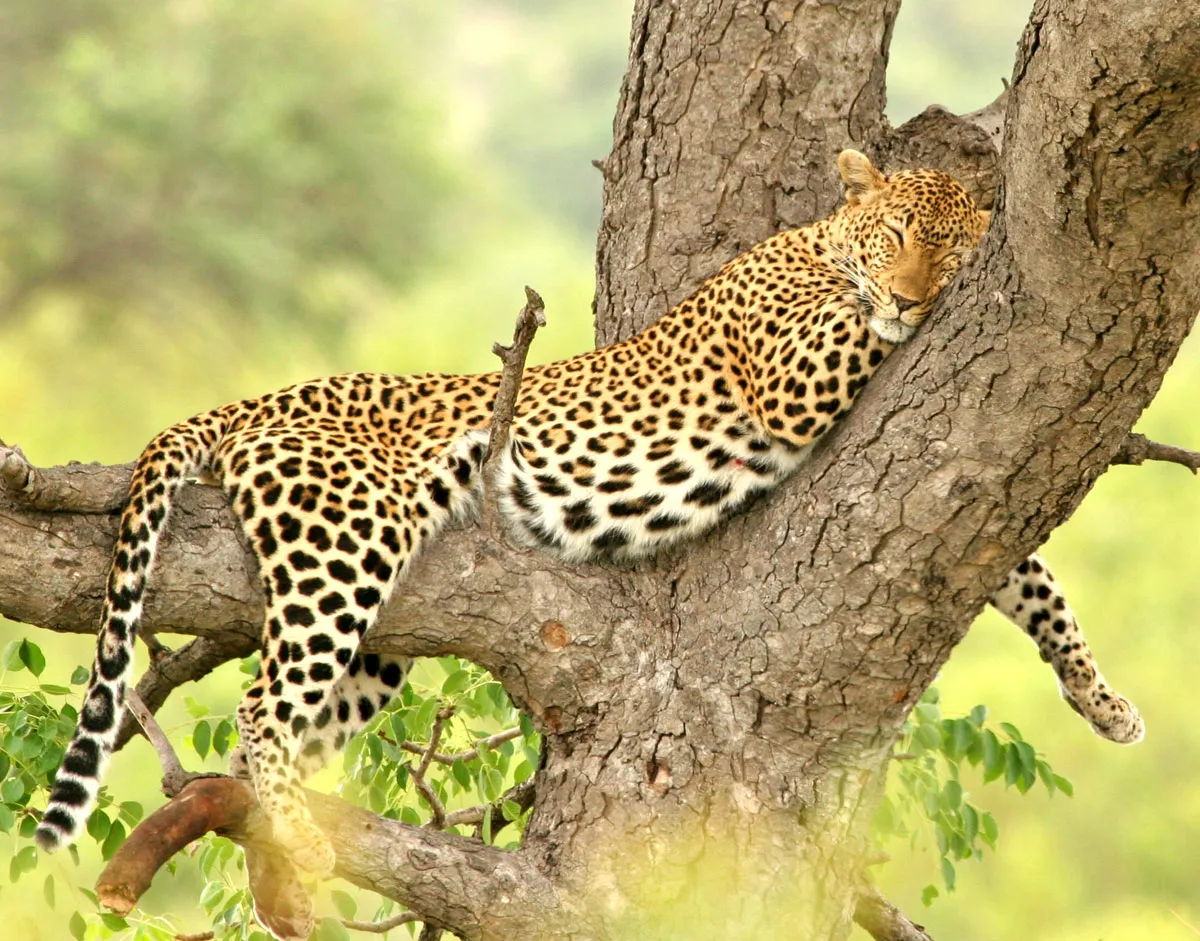 Kruger Wildlife Safaris photo 2