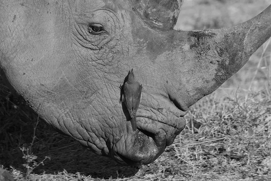Kruger Wildlife Safaris photo 4