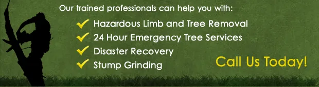 Tree Felling Johannesburg photo 2