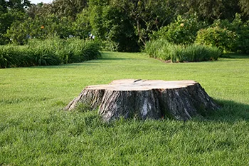 Tree Felling Johannesburg photo 3