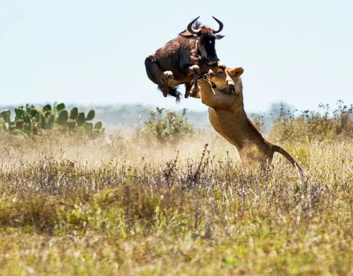 Orongai Africa Safari photo 2