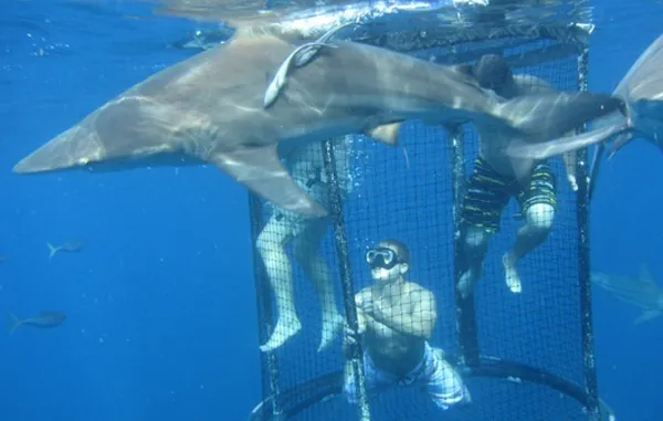 Dive the Big 5 photo 1