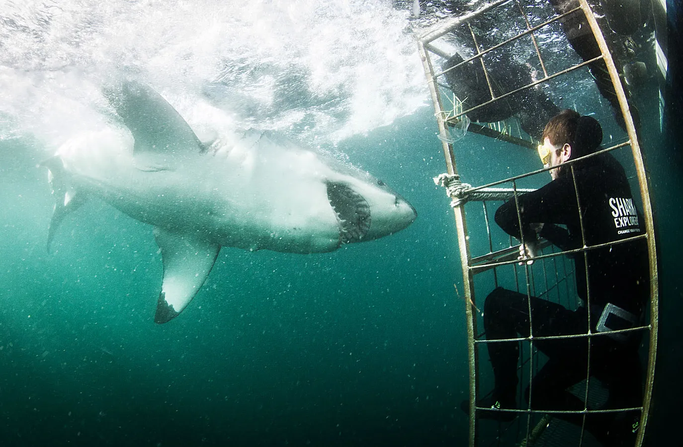 Dive the Big 5 photo 2