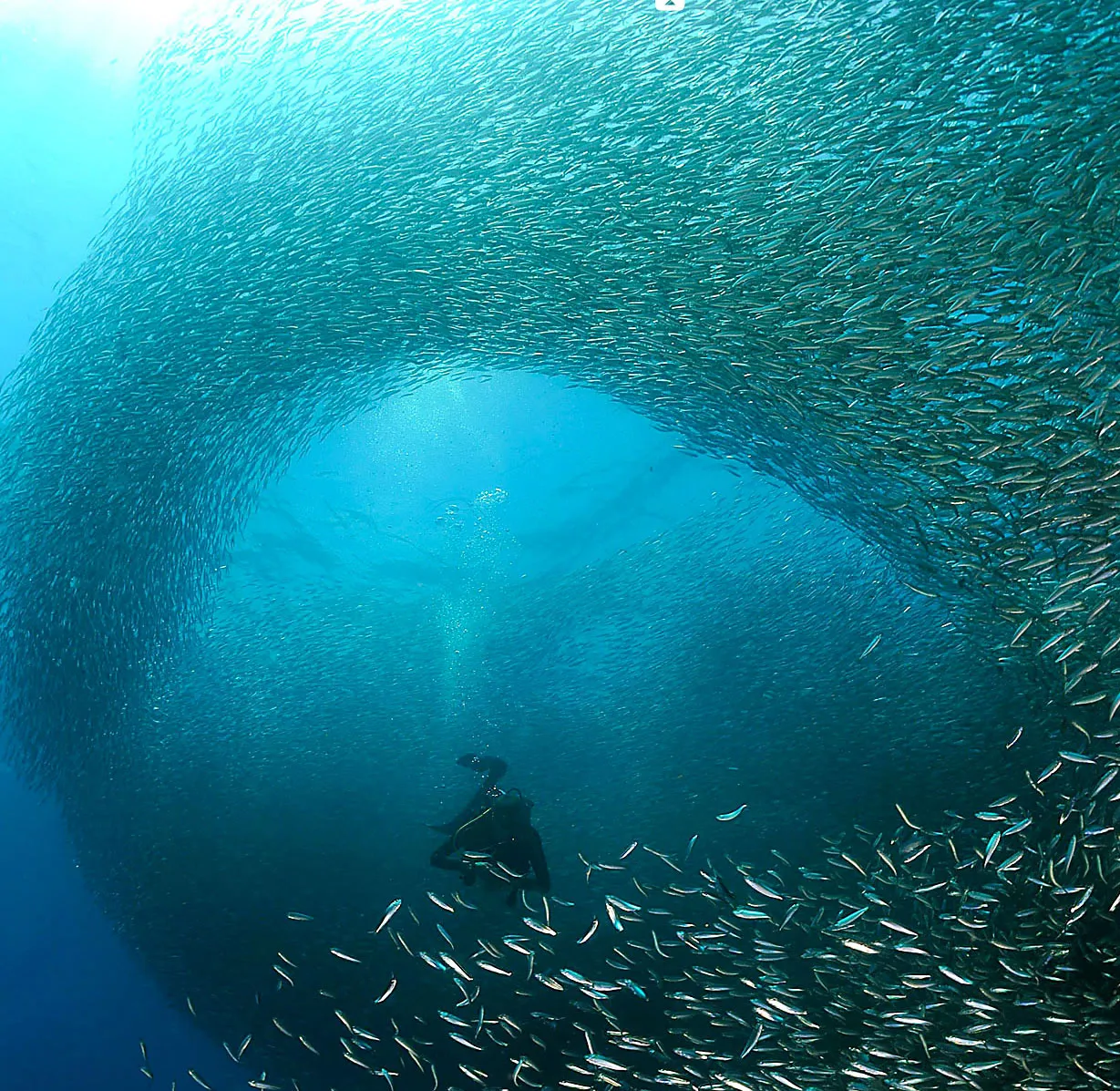 Dive the Big 5 photo 4