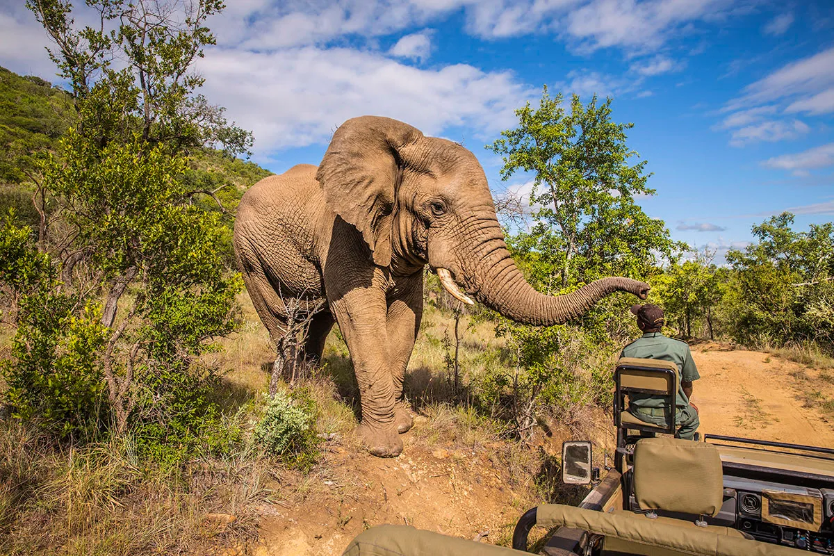 Joa Safaris photo 1