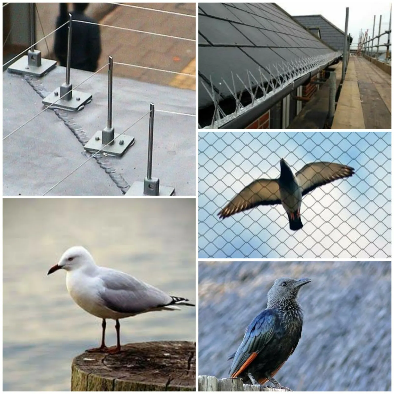 Eco Slayer Cape Town - Pest, Bird, Pathogen & photo 1