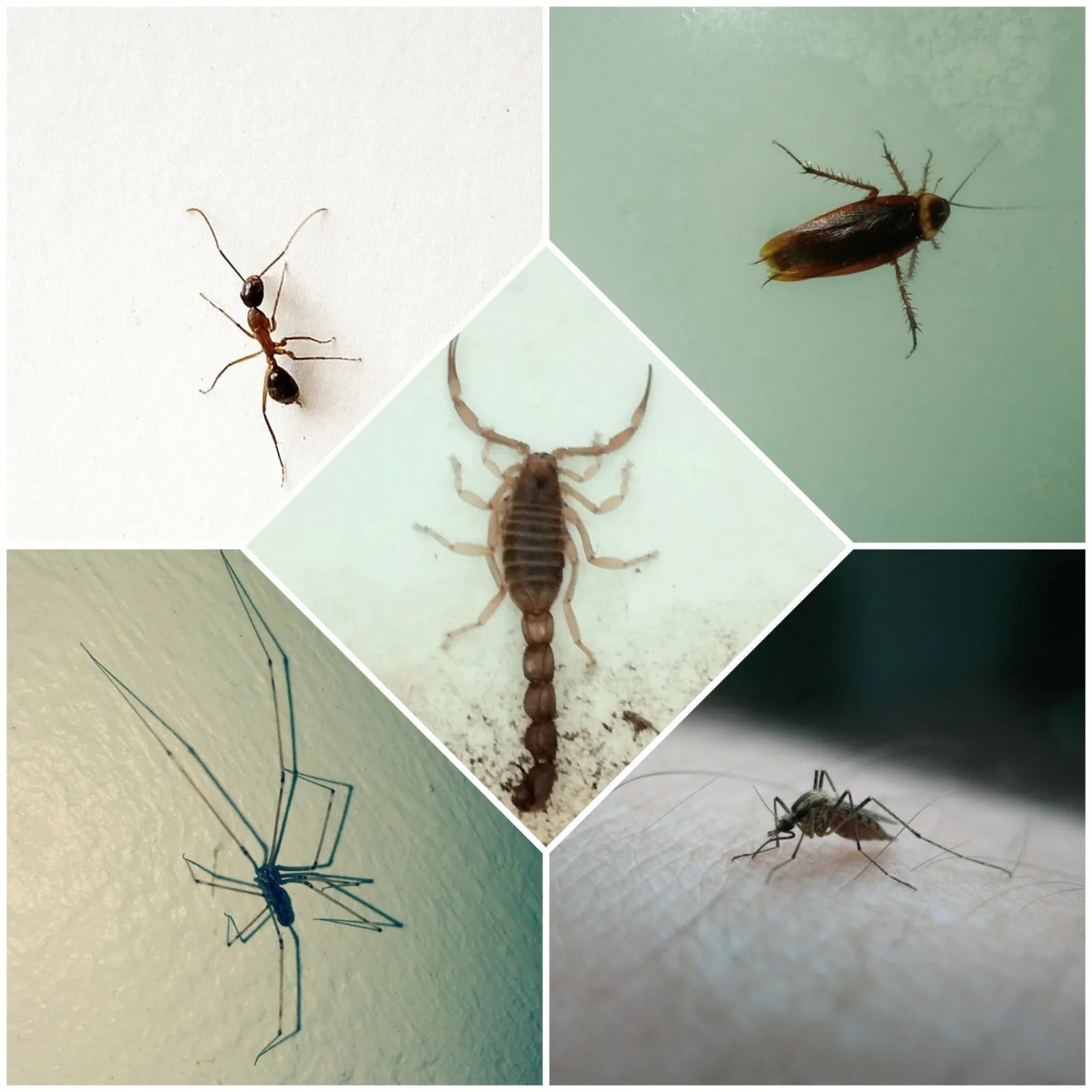 Eco Slayer Cape Town - Pest, Bird, Pathogen & photo 2