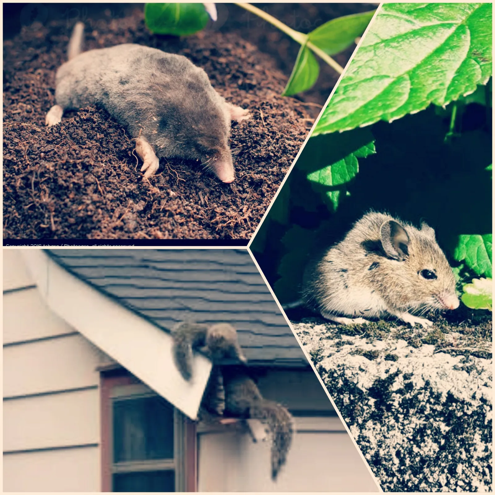 Eco Slayer Cape Town - Pest, Bird, Pathogen & photo 3