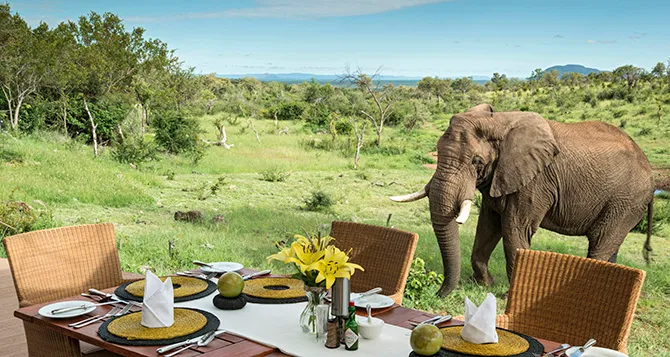 Safari Lodge South Africa | The Royal Madikwe photo 2