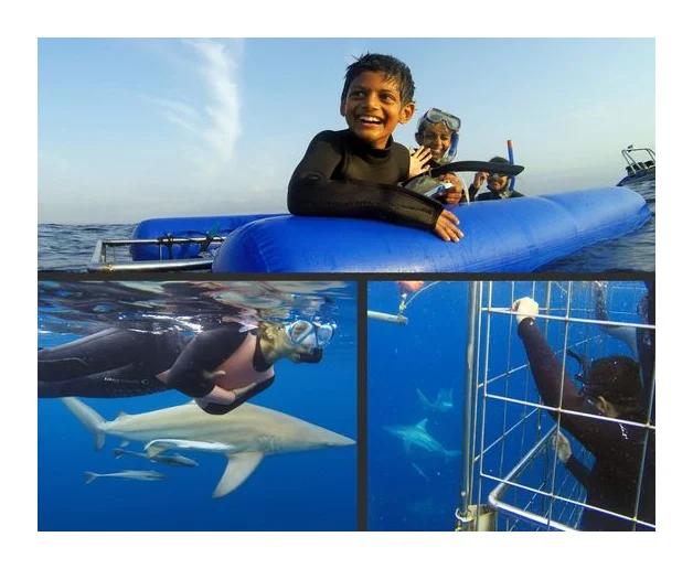 Blue Wilderness Shark Adventures logo