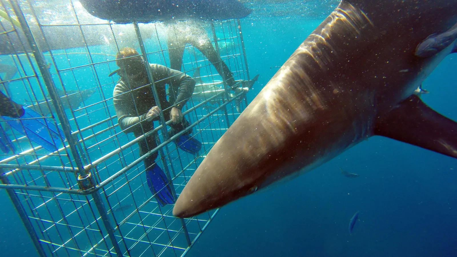 Blue Wilderness Shark Adventures photo 1