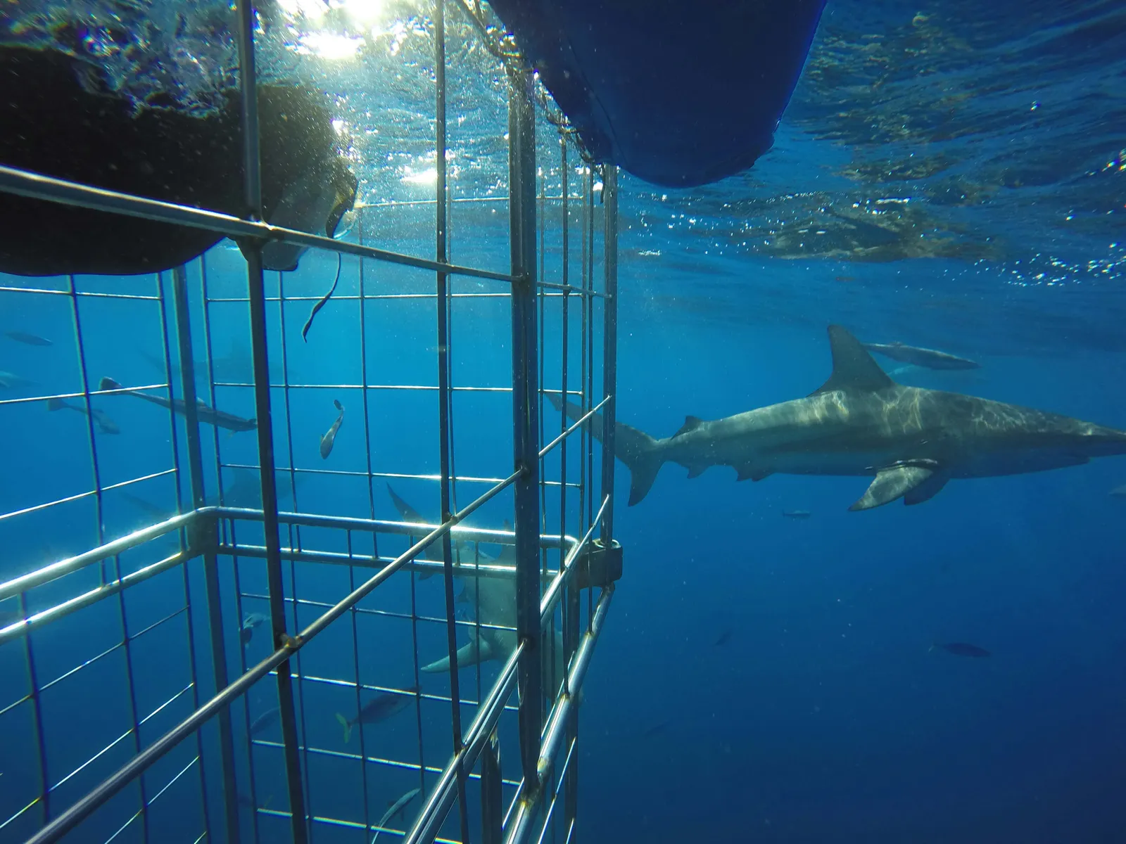 Blue Wilderness Shark Adventures photo 2
