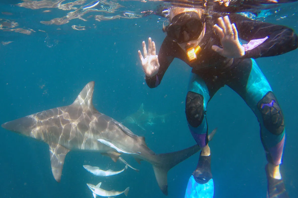 Blue Wilderness Shark Adventures photo 4