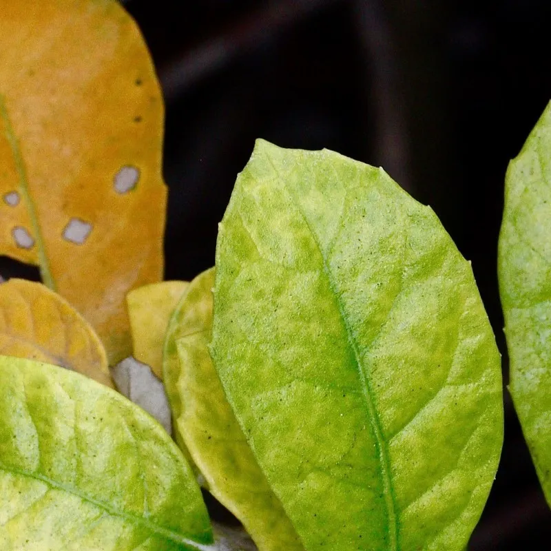 Arty Botanicals photo 1