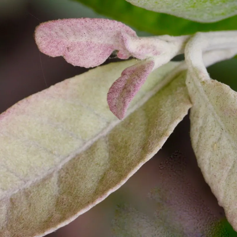 Arty Botanicals photo 2