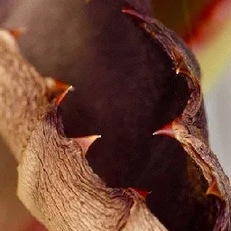 Arty Botanicals photo 3
